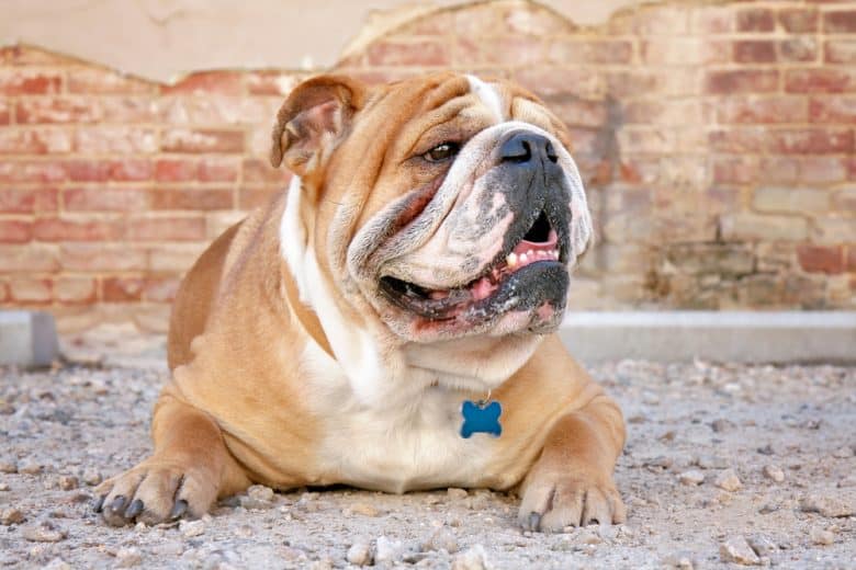 A happy bulldog side portrait
