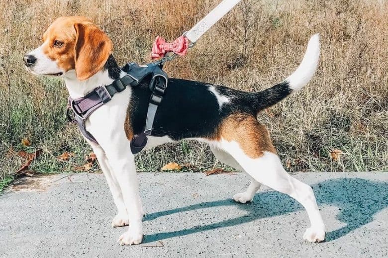 An attentive Beagle standing on a concrete