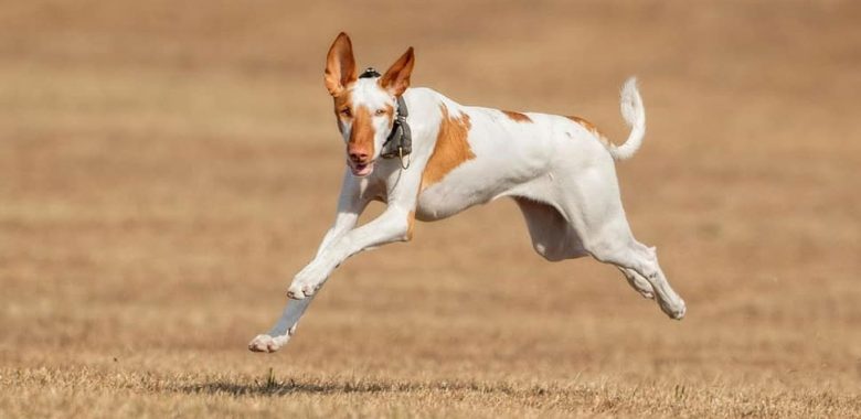 Sighthound dog running fast chasing a lure