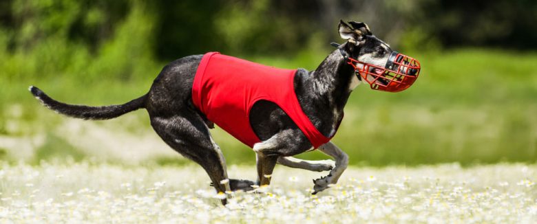 Sighthound dog running fast in a lure coursing competition