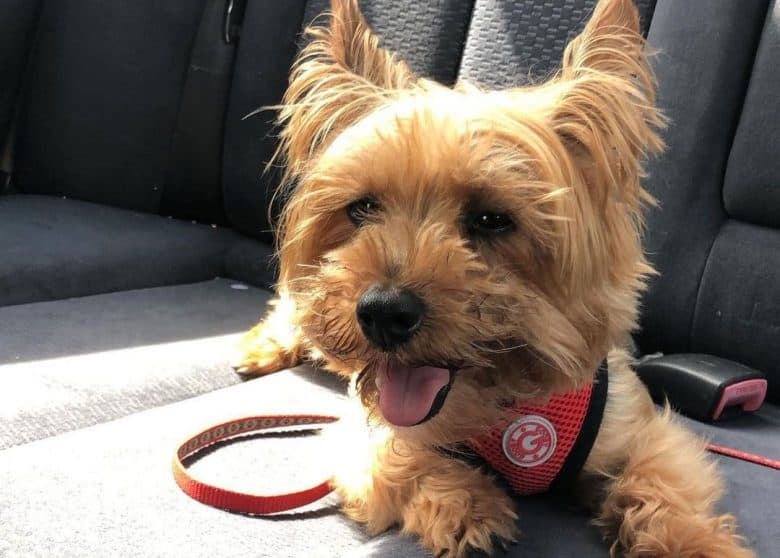 Silkshire and Yorkshire Terrier mix dog lying on a car seat