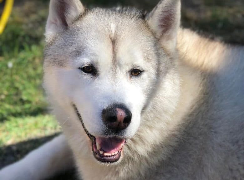 Silver and white Alaskan Malamute dog portrait