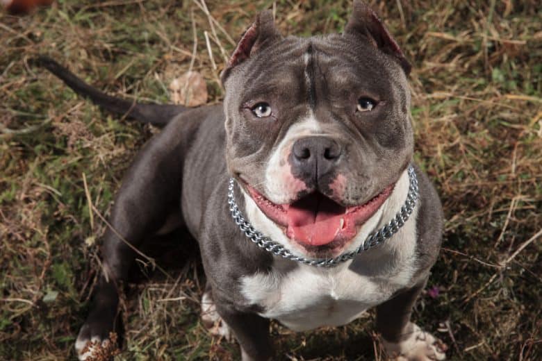 An American Bully sitting on the ground