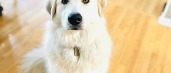 a patient Anatolian Pyrenees sitting on a hard wood floor