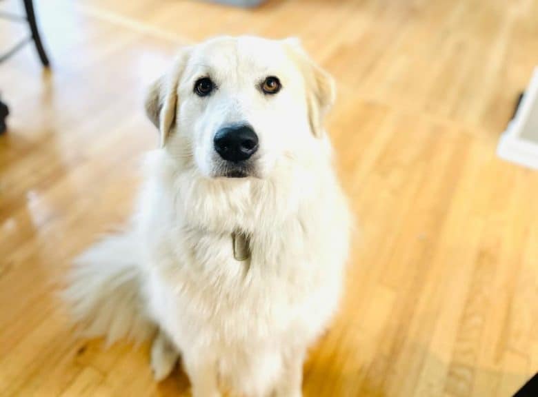 a patient Anatolian Pyrenees sitting on a hard wood floor