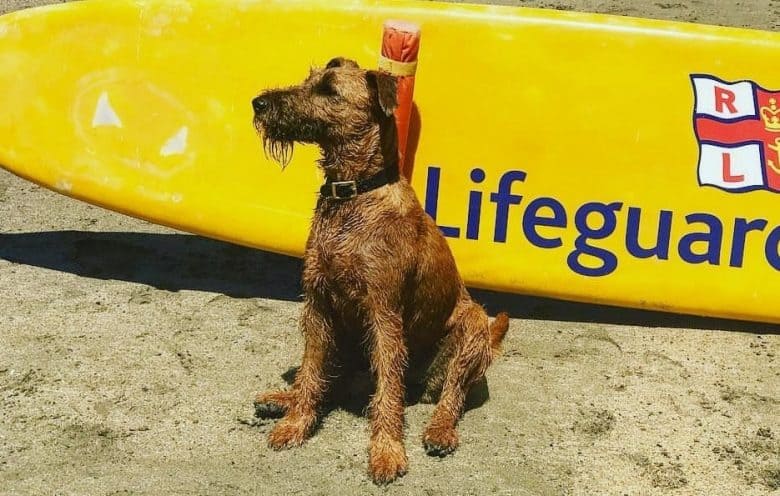 An Irish Terrier enjoying the vacation