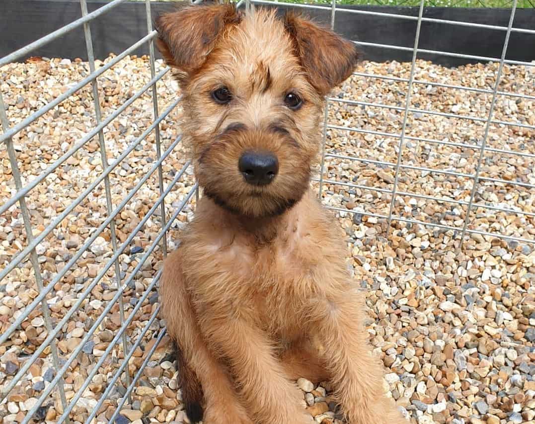 Irish Terrier All you need to know about the Irish farming dog K9 Web