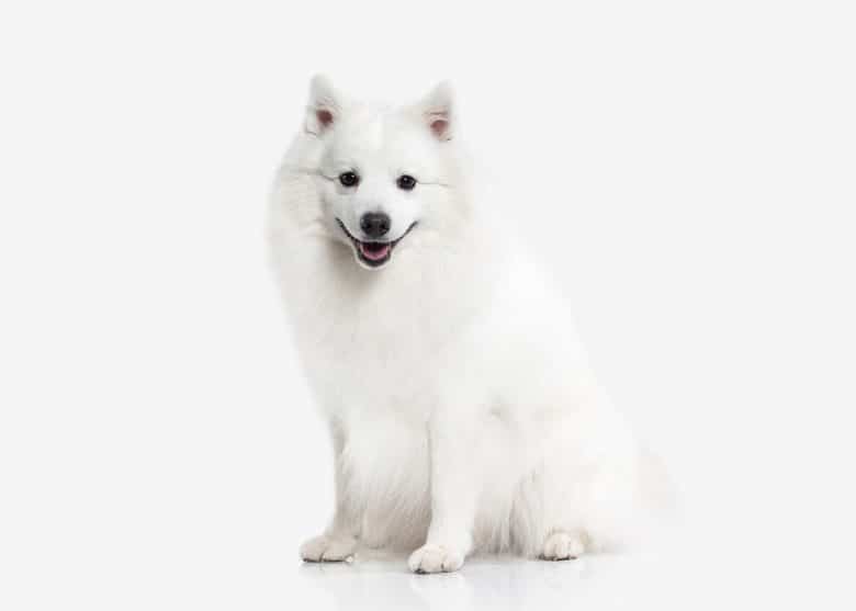 a Japanese Spitz sitting with white background