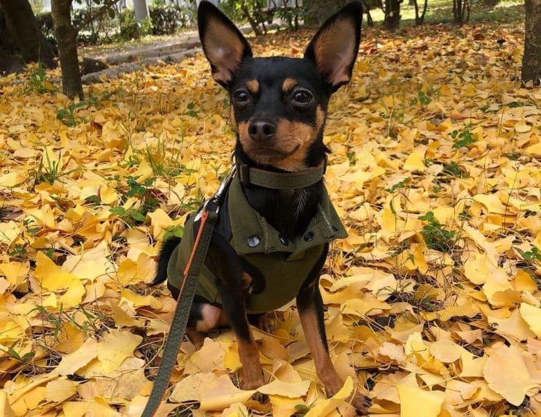 A Manchester Terrier wearing a green vest sitting on fall leaves