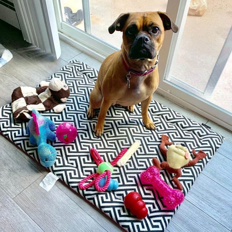 A spoiled Poxer showcasing his toys