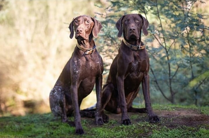 Two serious GSP sitting on a grassland