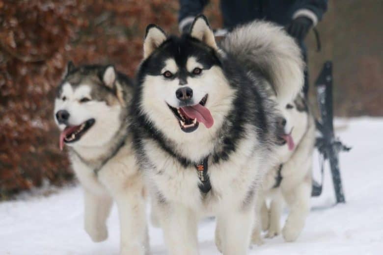 Alaskan Malamute dogs enjoying sledding