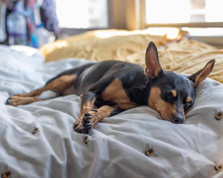 A sleeping Miniature Pin in a bed