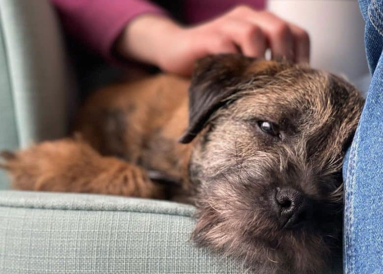 Sleepy Border Terrier dog rubbed by the owner