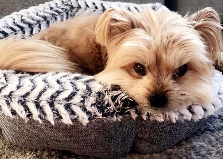 A sleepy Porkie laying on a dog bed comfortably