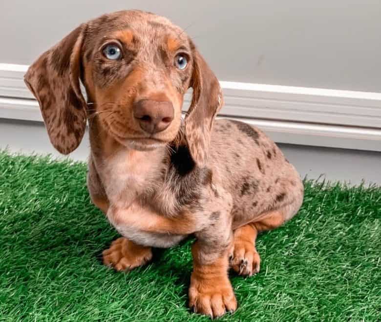 A brown small Dachshund with blue eyes sitting on the grass