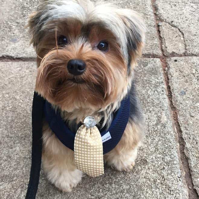 A small Yorkshire Terrier wearing a blue harness and jeweled collar