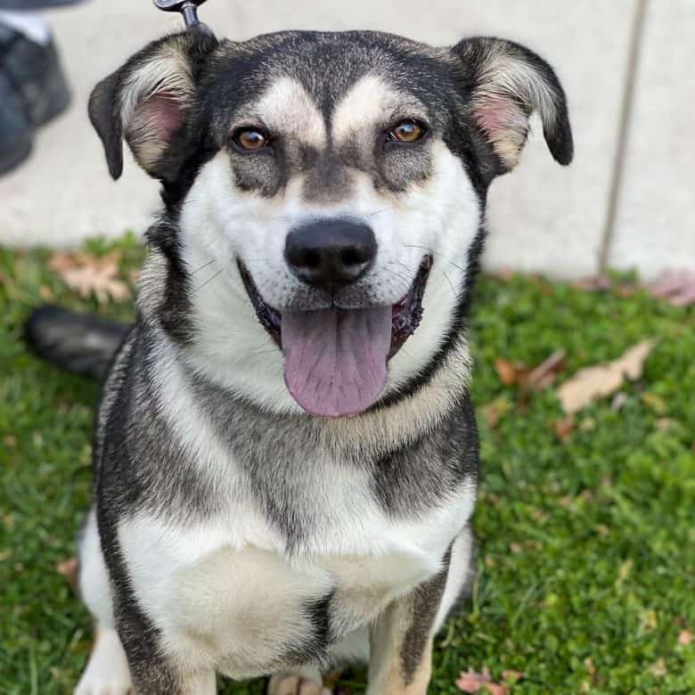 Anatolian Shepherd Husky Mix