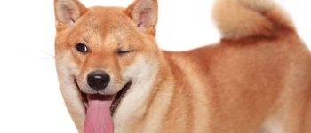 Smiling and winking Shiba Inu dog portrait
