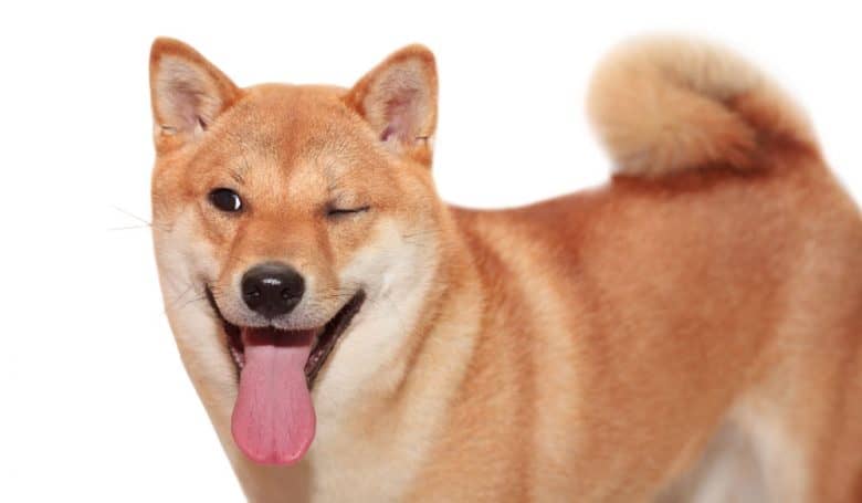 Smiling and winking Shiba Inu dog portrait