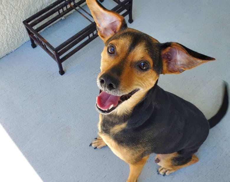 Smiling Beagle Miniature Pinscher mix dog looking at the owner