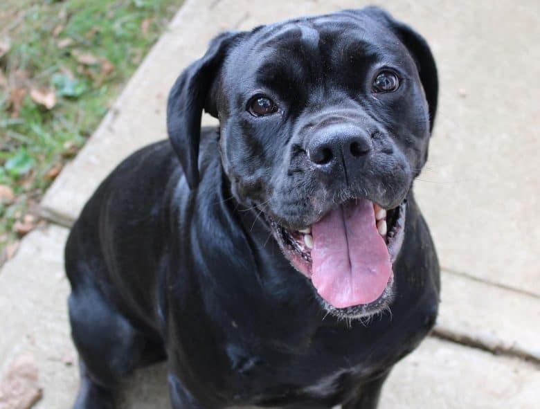 A lovable Cane Corxer with bright eyes sitting