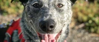 Close-up portrait of Blue Heeler Lab Mix