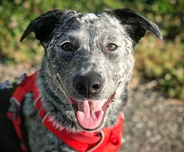 Close-up portrait of Blue Heeler Lab Mix