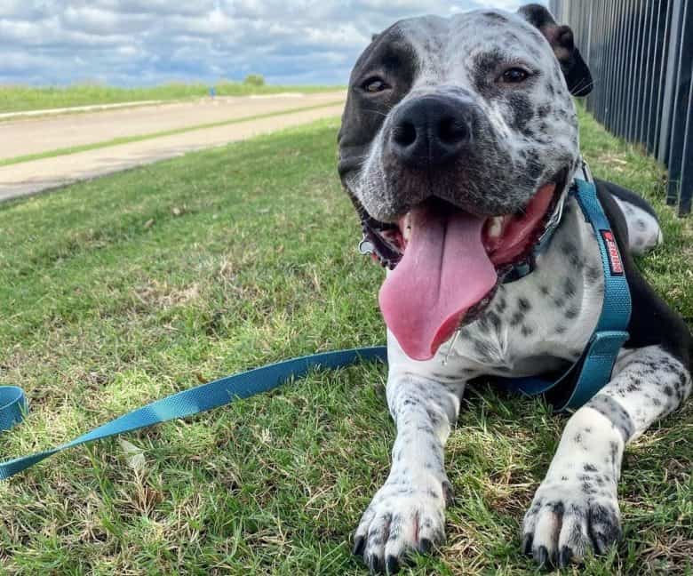 A charming Blue Pit Cattle under the shade