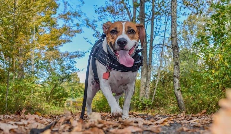A Boggle strolling in the forest