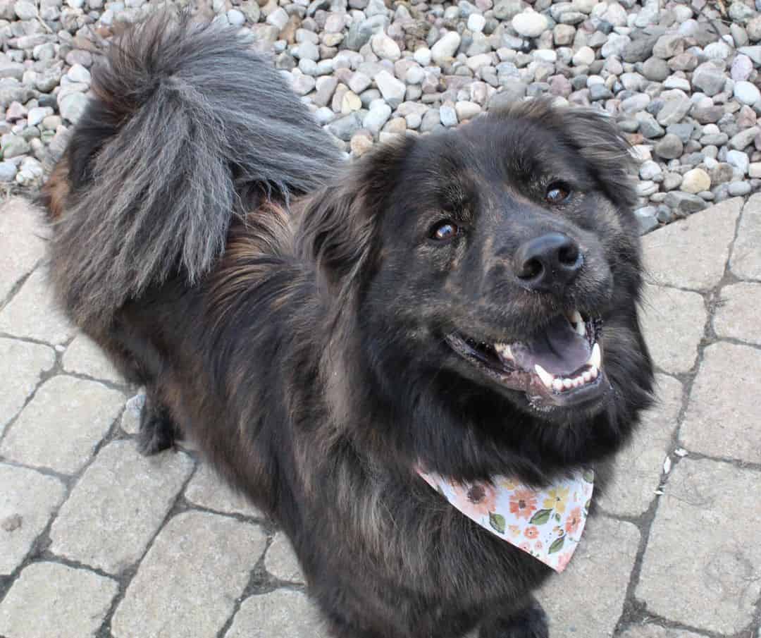 Boxer Mixes Which Boxer Mix Is the Perfect Dog for You? K9 