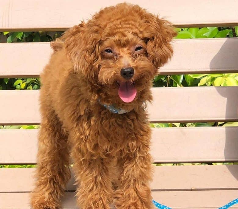 A beaming Brown Poodle standing on a wooden bench
