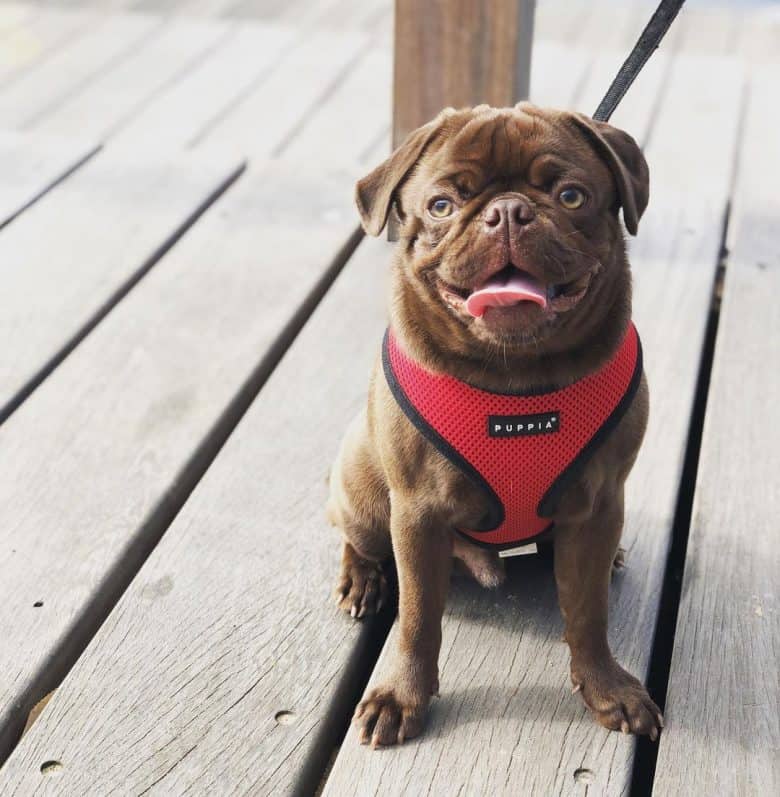  Adorable Pugs de chocolate sentado en el suelo de madera con arnés rojo