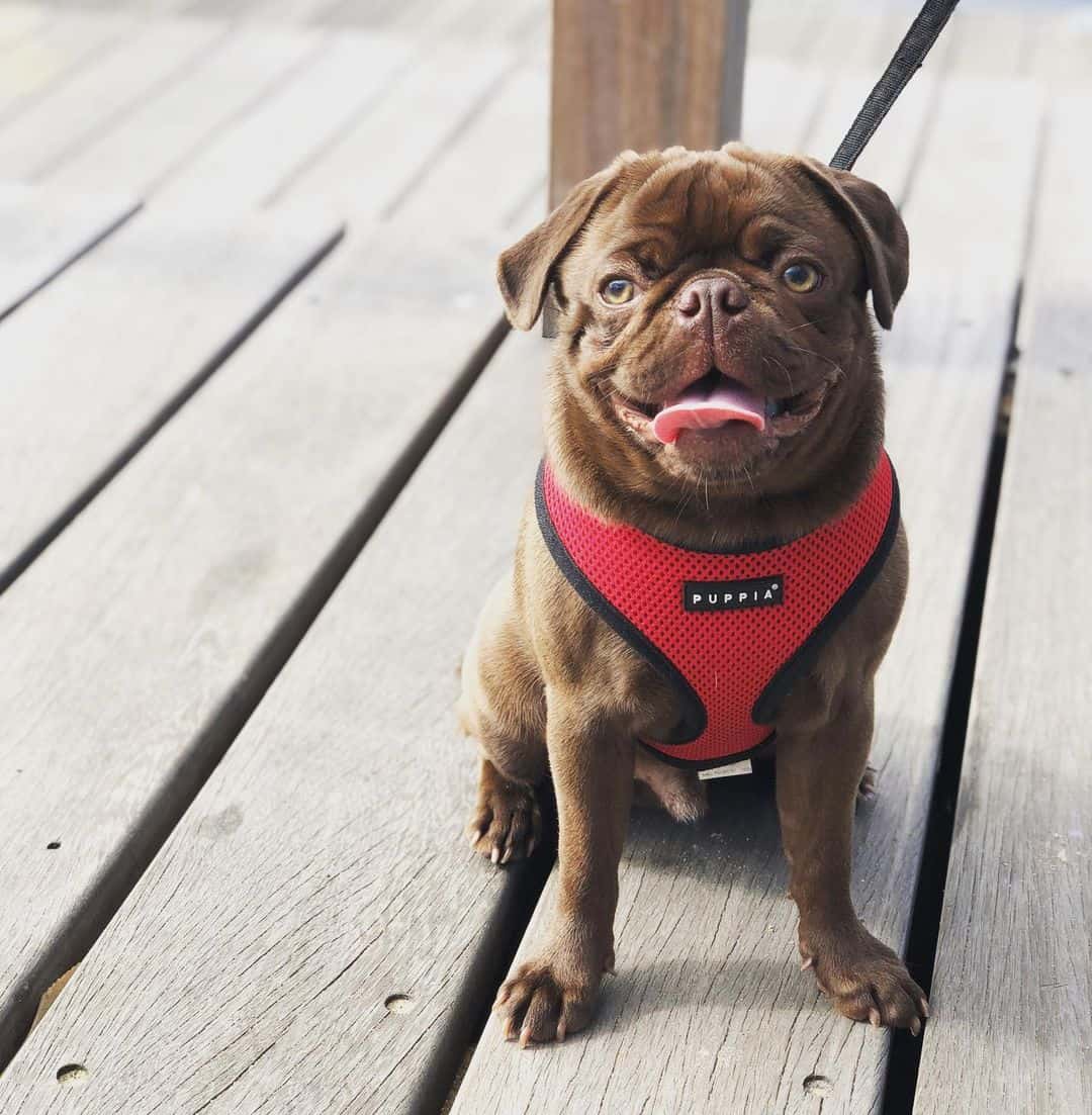 Pug Colors The Standard Rare Pug Coat Colors K9 Web