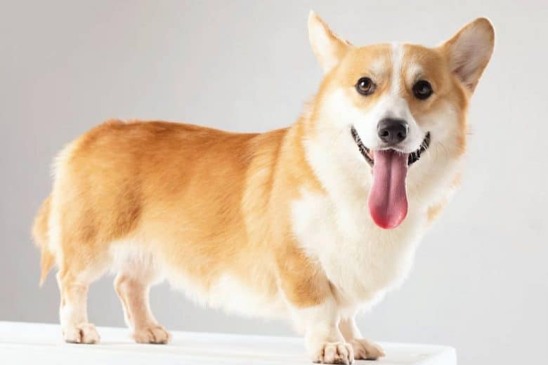 A happy Corgi standing with white background