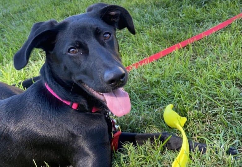 A German Shorthaired Pointer smiling with a yellow throw toy