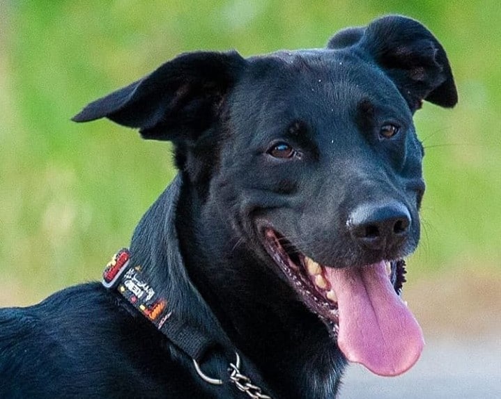 A beaming Greyador close-up image