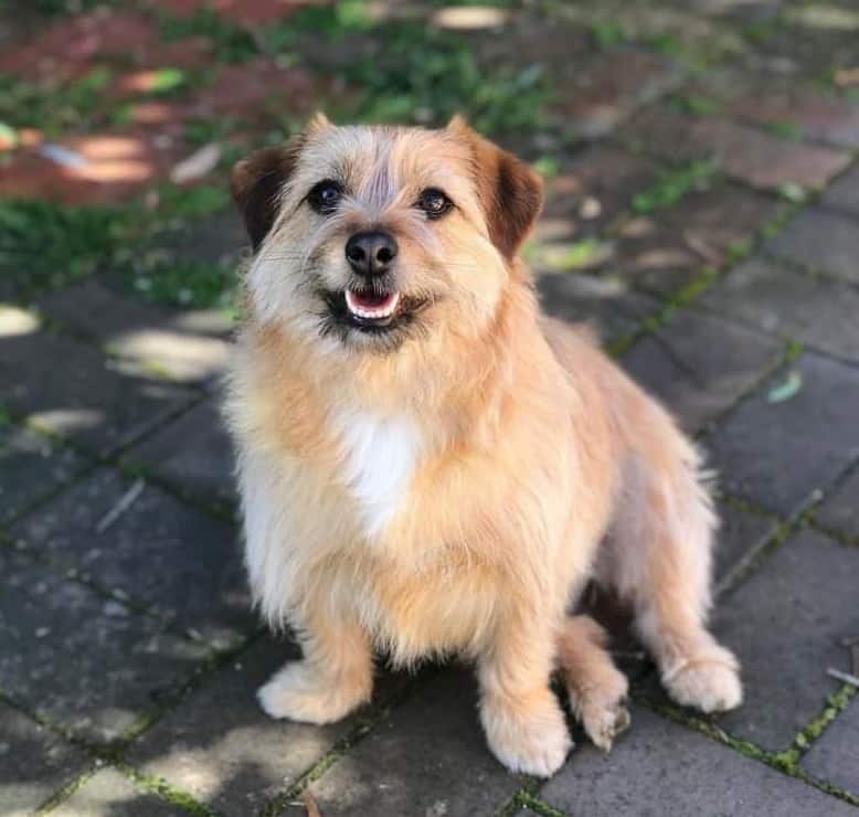 Smiling Chihuahua Maltese mix posing outdoor