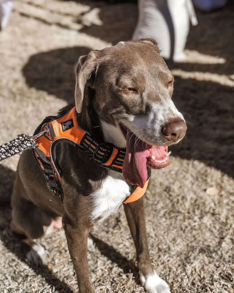 A happy Pittmaraner sitting under the sun