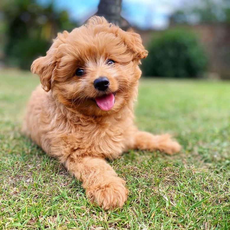 A Pomapoo laying on the grass enjoying the dayout