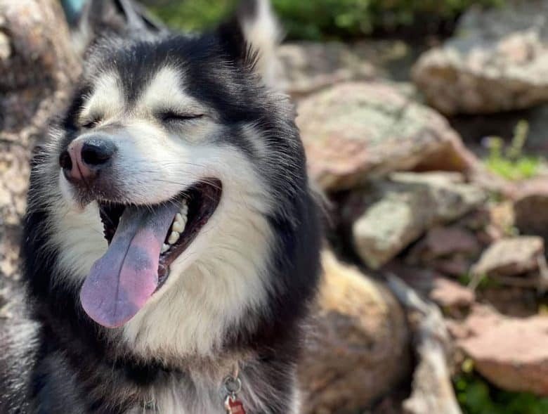 Smiling portrait of black and white Alaskan Malamute dog