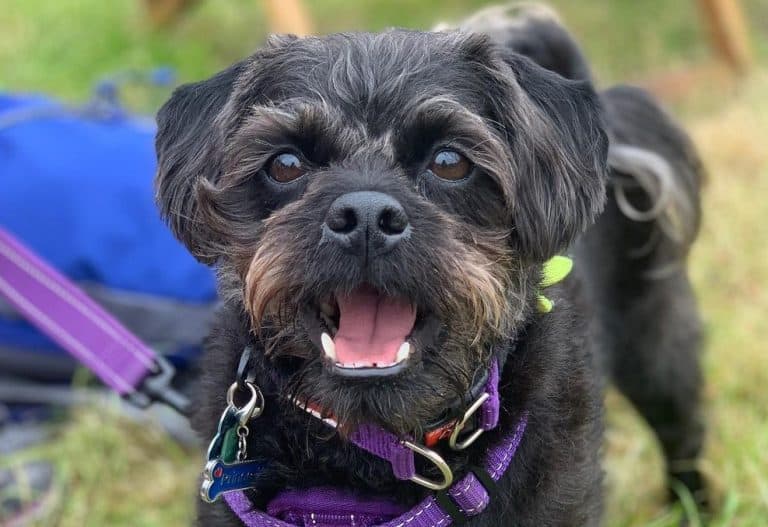 The Pug Poodle Mix What You Need To Know about the Pugapoo K9 