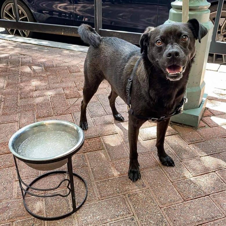 A Pugador standing with a water bowl