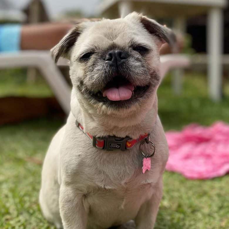 A very happy Pugapoo wearing a clip-on dog collar