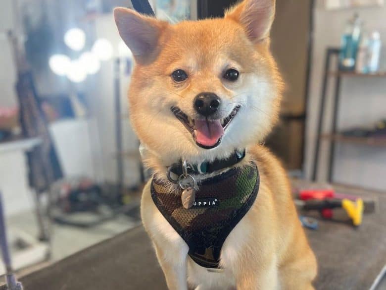 Smiling Shiba Inu Pomeranian mix dog in a grooming salon