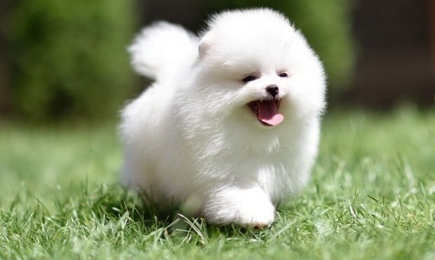 A White Pomeranian puppy running on grass