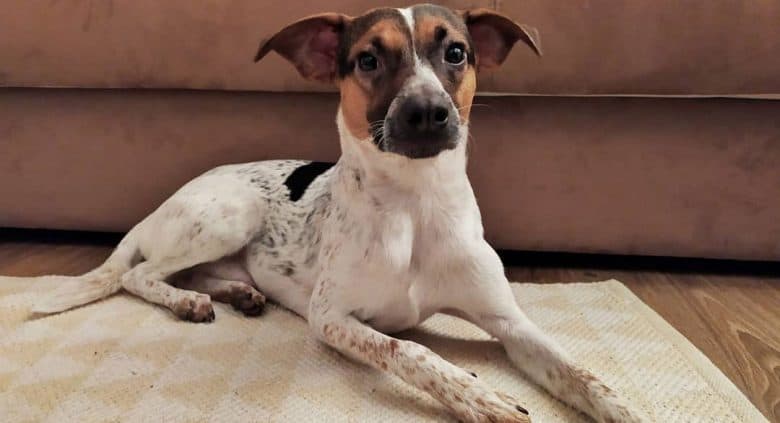 Smooth Fox Terrier Jack Russell mix dog lying on the mat