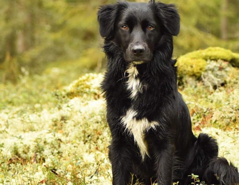 Solid black Australian Shepherd dog portrait