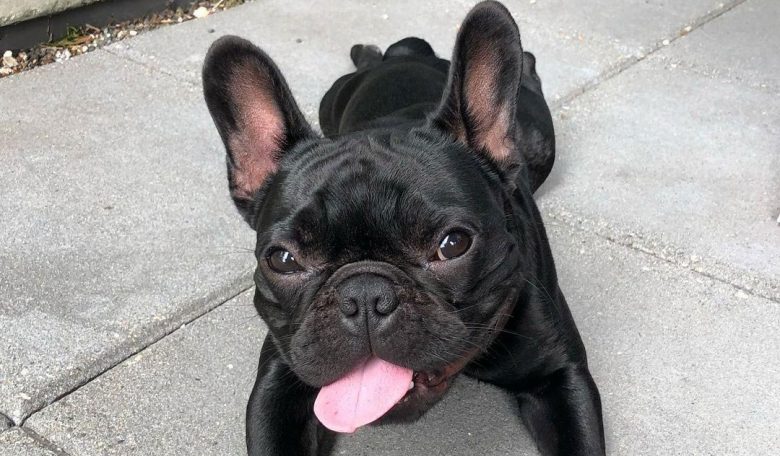 Solid black French Bulldog portrait