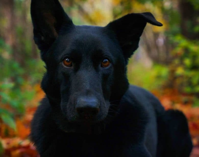 A matte black coated German Shepherd